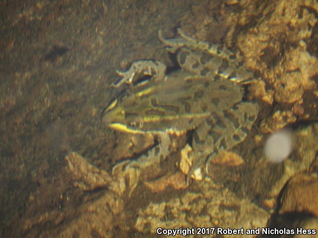 Chiricahua Leopard Frog (Lithobates chiricahuensis)