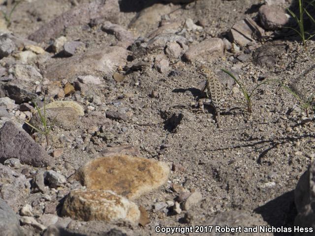 Elegant Earless Lizard (Holbrookia elegans)