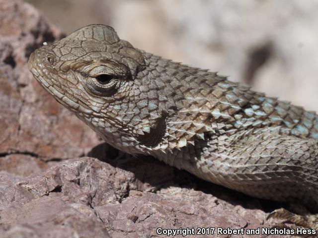 Sonoran Spiny Lizard (Sceloporus clarkii clarkii)