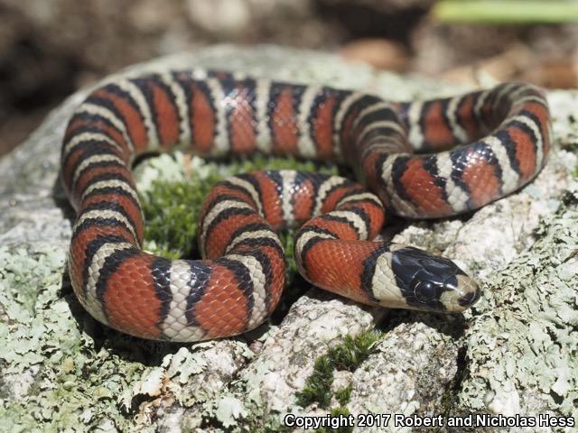 Arizona Mountain Kingsnake (Lampropeltis pyromelana pyromelana)