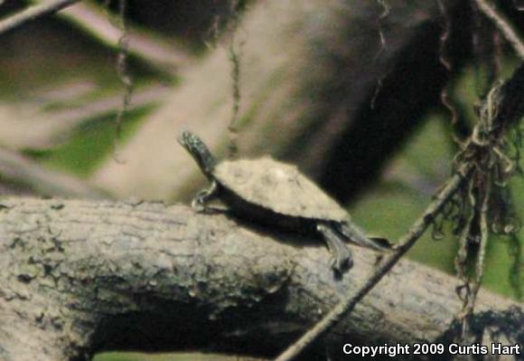 Southern Black-knobbed Map Turtle (Graptemys nigrinoda delticola)