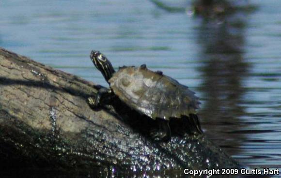 Southern Black-knobbed Map Turtle (Graptemys nigrinoda delticola)