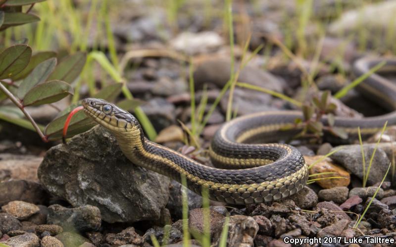 Oregon Gartersnake (Thamnophis atratus hydrophilus)