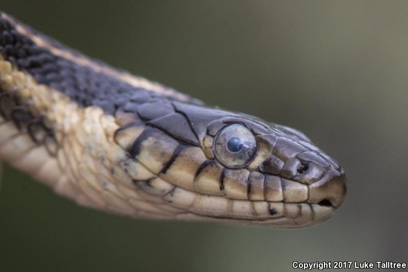 Oregon Gartersnake (Thamnophis atratus hydrophilus)