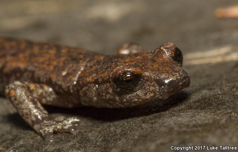 Shasta Salamander (Hydromantes shastae)