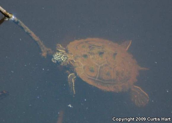 Southern Black-knobbed Map Turtle (Graptemys nigrinoda delticola)