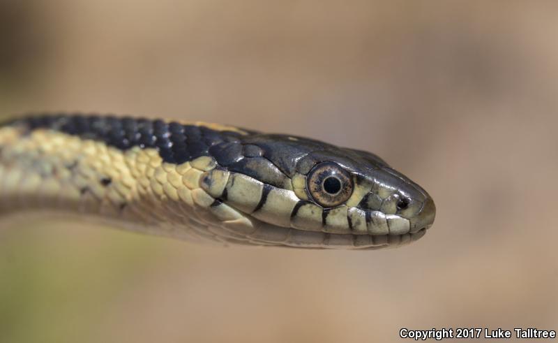 Oregon Gartersnake (Thamnophis atratus hydrophilus)