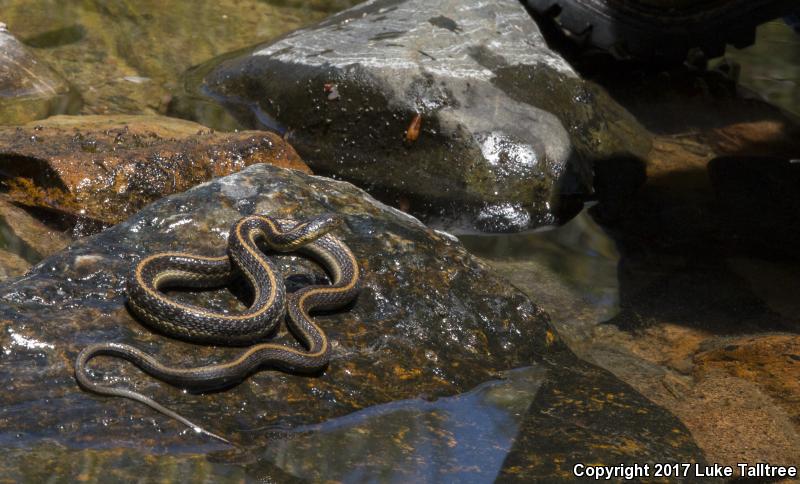 Oregon Gartersnake (Thamnophis atratus hydrophilus)