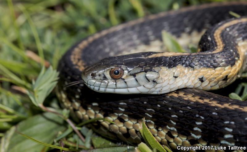 Oregon Gartersnake (Thamnophis atratus hydrophilus)