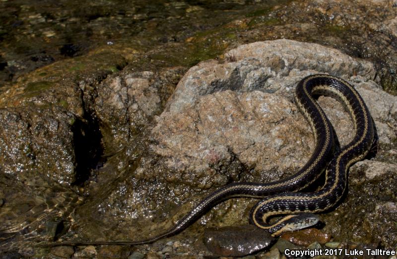 Oregon Gartersnake (Thamnophis atratus hydrophilus)