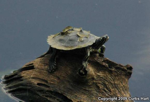 Southern Black-knobbed Map Turtle (Graptemys nigrinoda delticola)