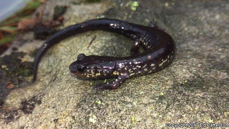 Wehrle's Salamander (Plethodon wehrlei)