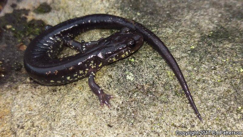 Wehrle's Salamander (Plethodon wehrlei)