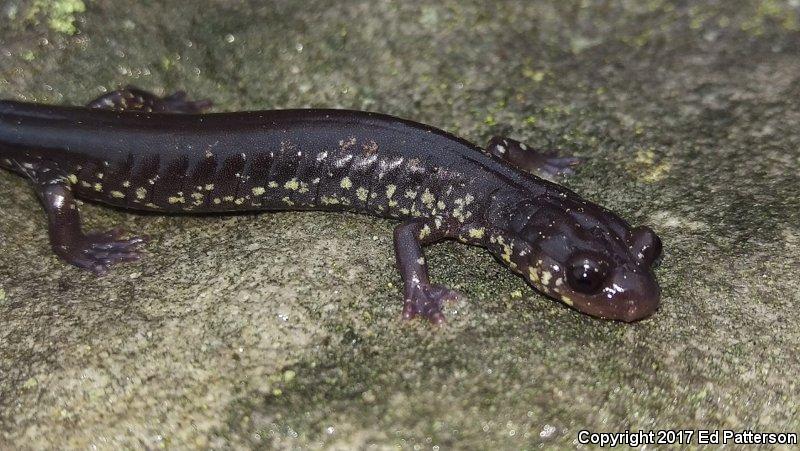 Wehrle's Salamander (Plethodon wehrlei)