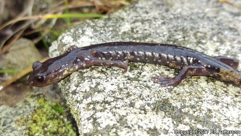 Wehrle's Salamander (Plethodon wehrlei)