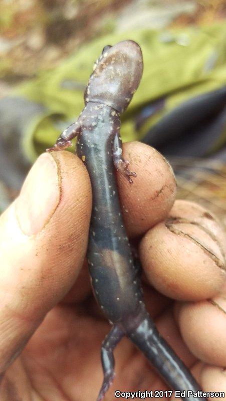 Wehrle's Salamander (Plethodon wehrlei)