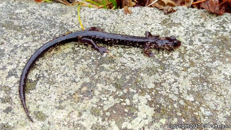 Wehrle's Salamander (Plethodon wehrlei)