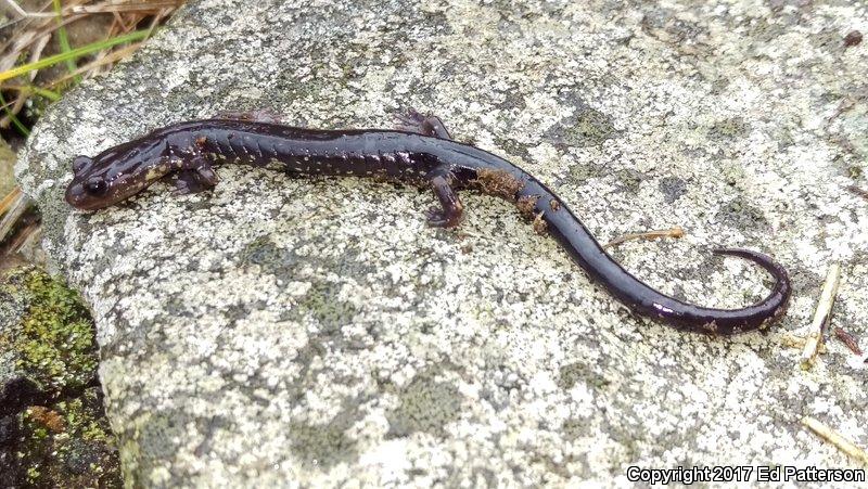 Wehrle's Salamander (Plethodon wehrlei)