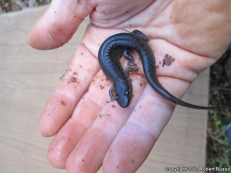 Blue Ridge Dusky Salamander (Desmognathus orestes)