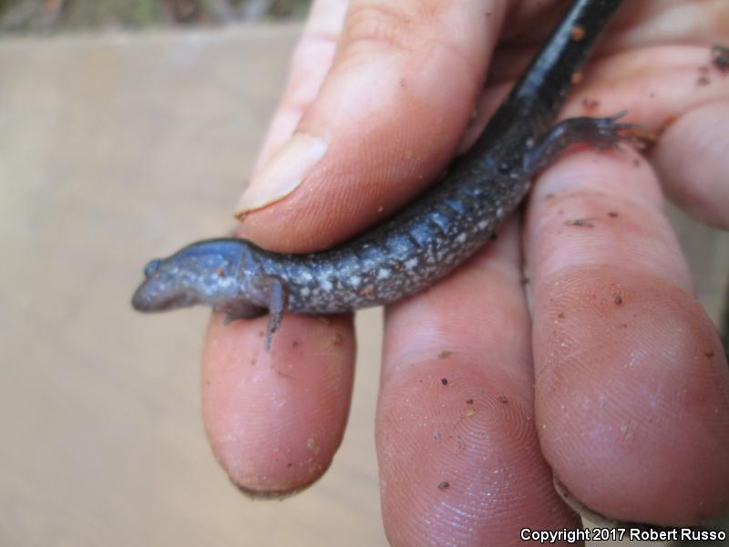 Blue Ridge Dusky Salamander (Desmognathus orestes)