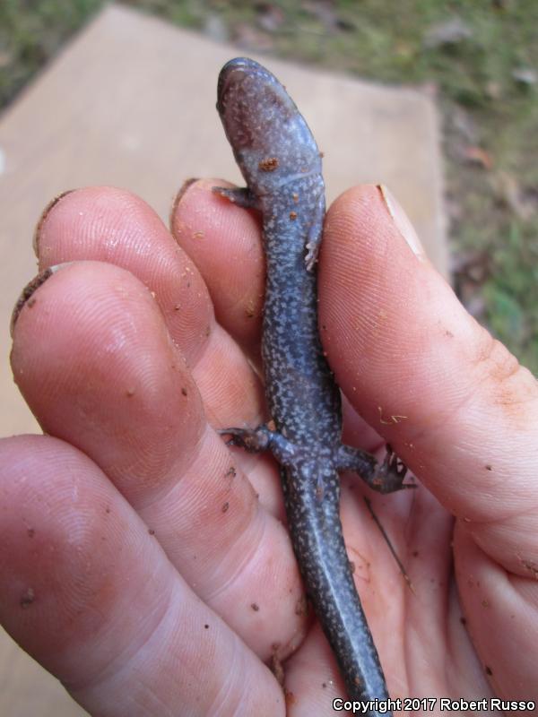 Blue Ridge Dusky Salamander (Desmognathus orestes)