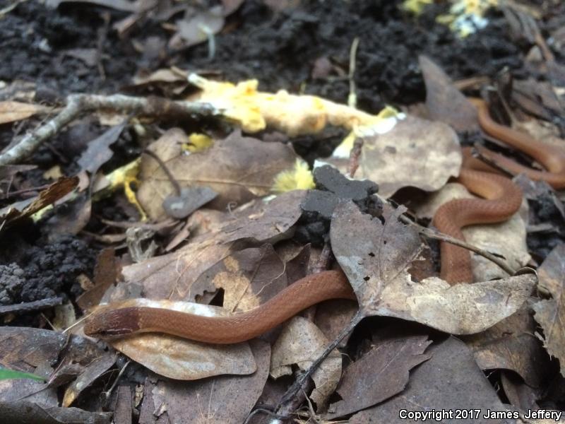 Pine Woods Littersnake (Rhadinaea flavilata)