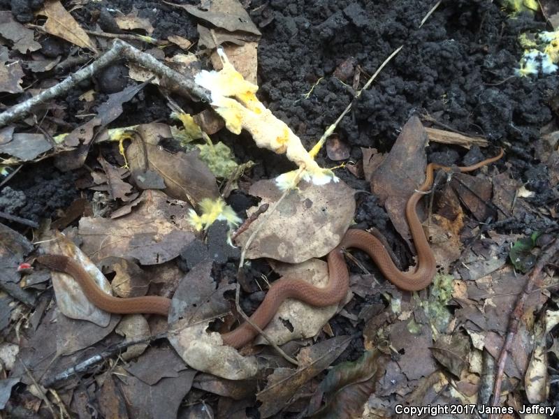 Pine Woods Littersnake (Rhadinaea flavilata)