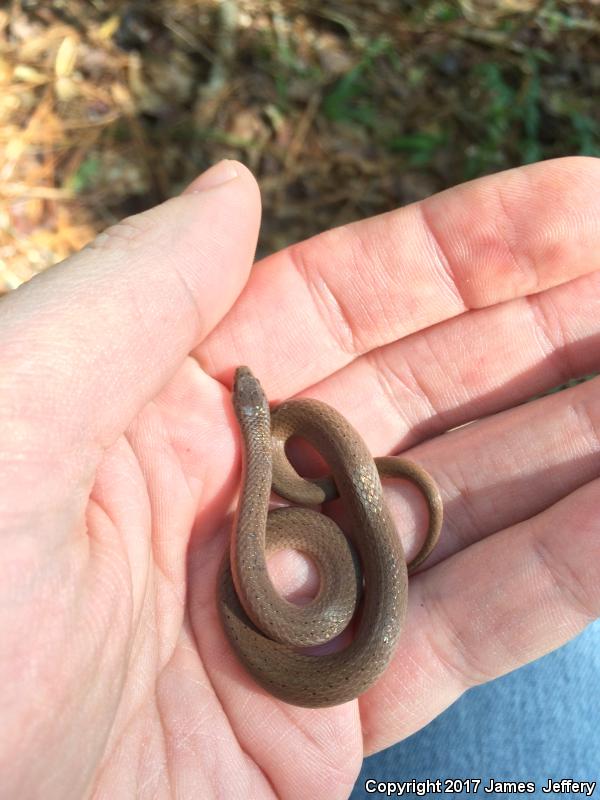 Western Smooth Earthsnake (Virginia valeriae elegans)