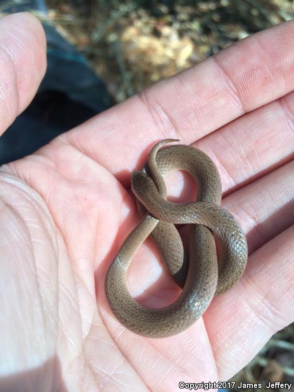 Western Smooth Earthsnake (Virginia valeriae elegans)