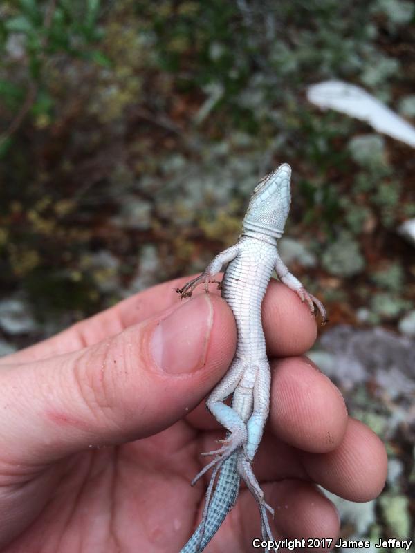 Six-lined Racerunner (Aspidoscelis sexlineata sexlineata)