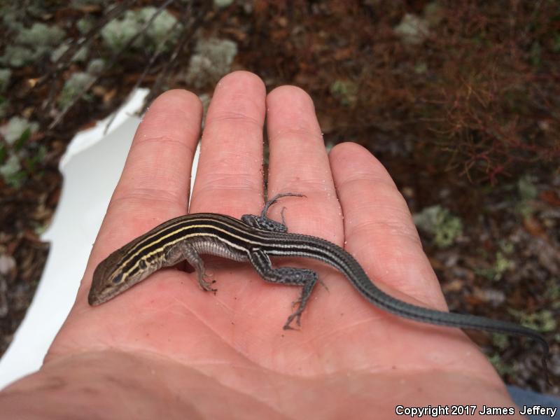 Six-lined Racerunner (Aspidoscelis sexlineata sexlineata)