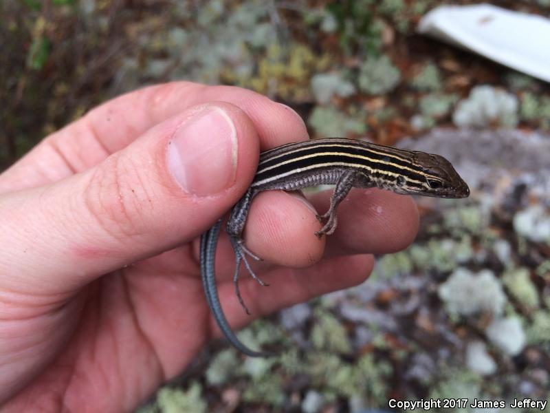 Six-lined Racerunner (Aspidoscelis sexlineata sexlineata)