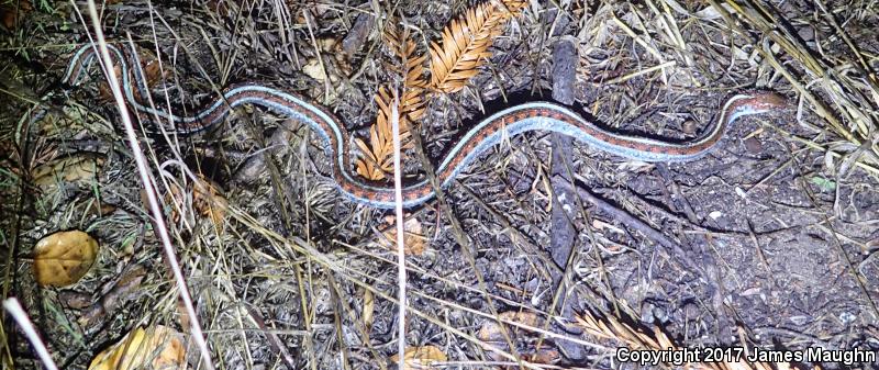 California Red-sided Gartersnake (Thamnophis sirtalis infernalis)