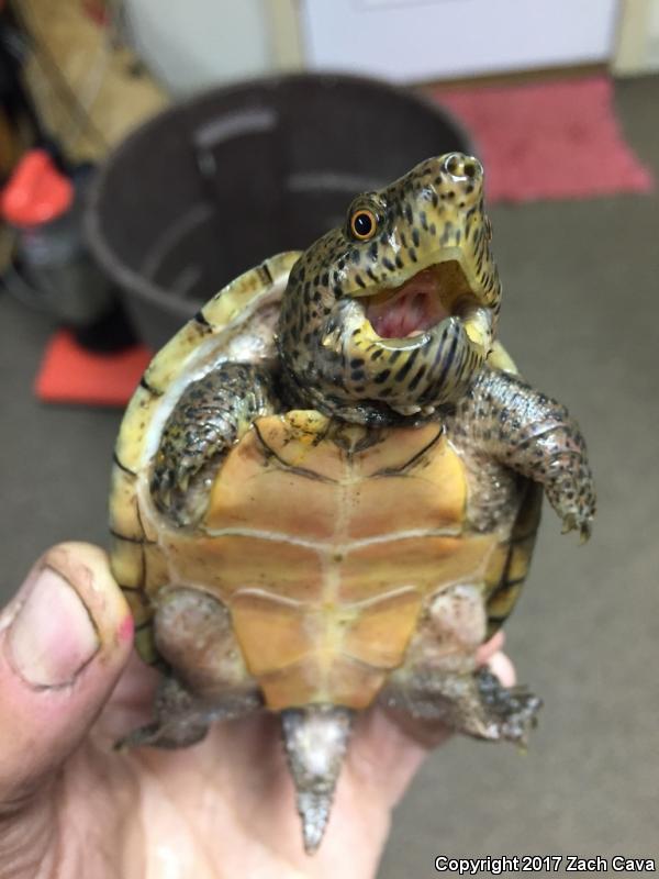 Loggerhead Musk Turtle (Sternotherus minor minor)