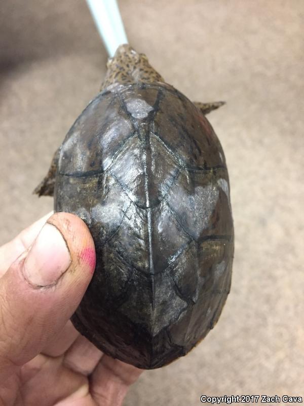 Loggerhead Musk Turtle (Sternotherus minor minor)