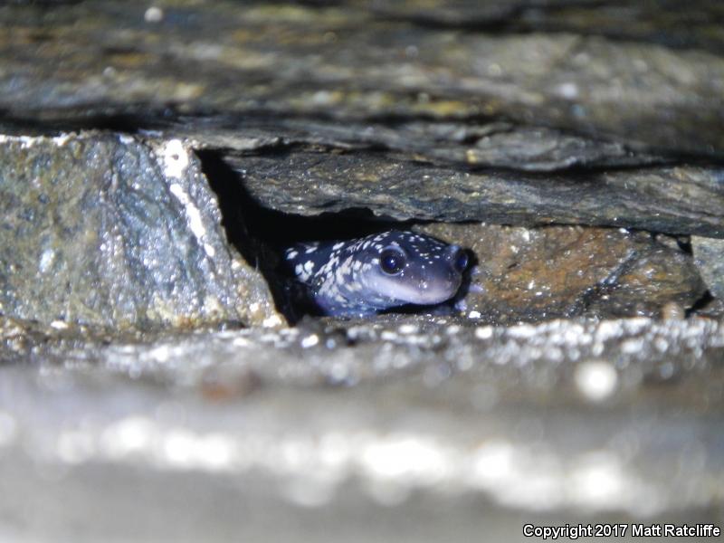 White-Spotted Slimy Salamander (Plethodon cylindraceus)