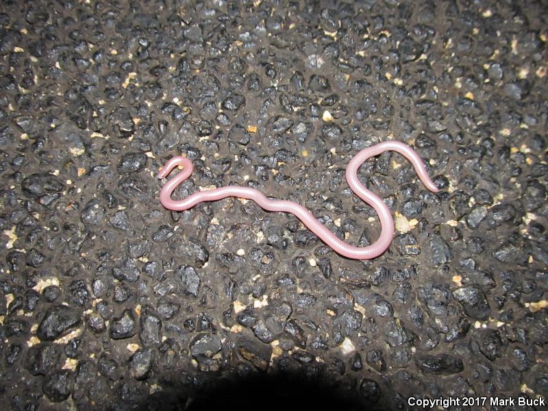 SouthWestern Threadsnake (Leptotyphlops humilis humilis)