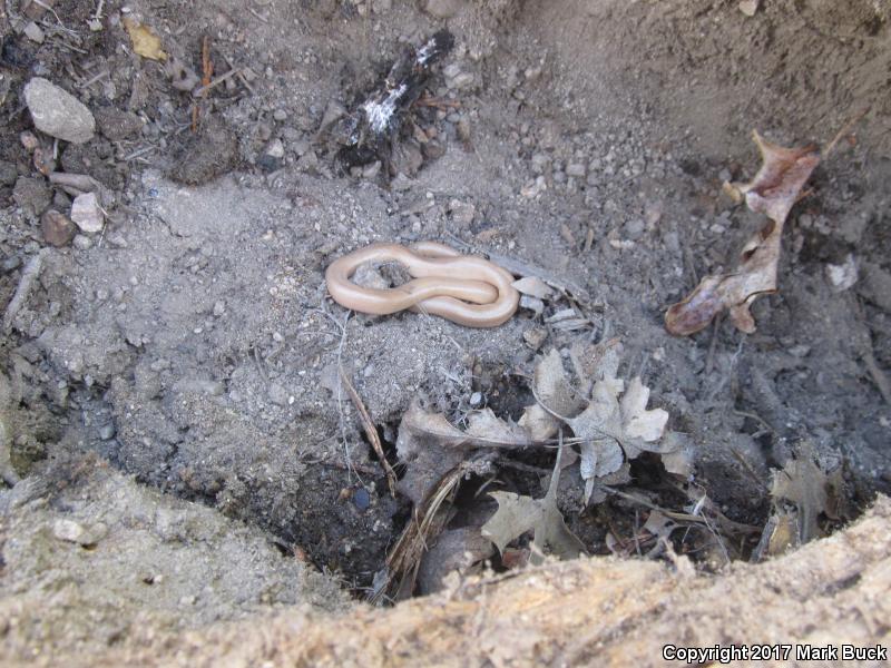 Southern Rubber Boa (Charina umbratica)