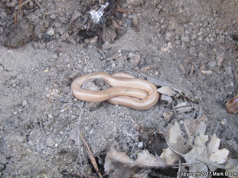 Southern Rubber Boa (Charina umbratica)