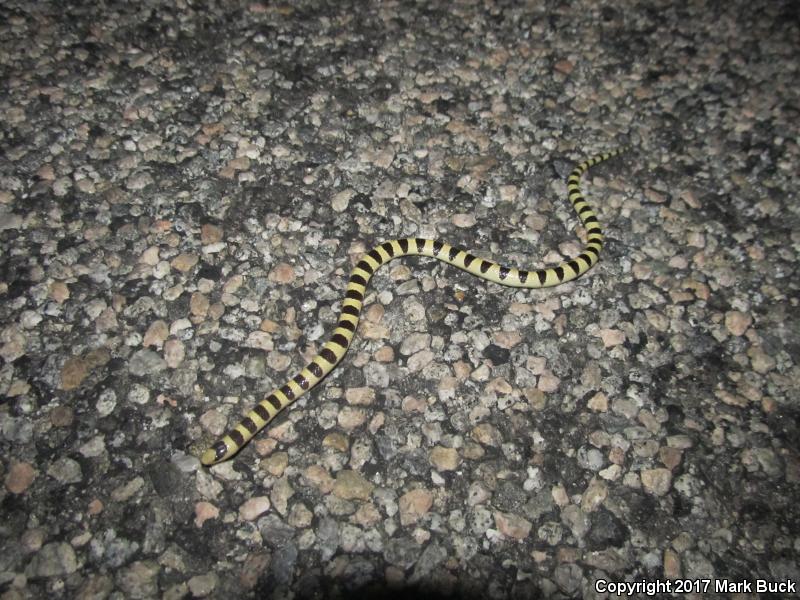 Mojave Shovel-nosed Snake (Chionactis occipitalis occipitalis)