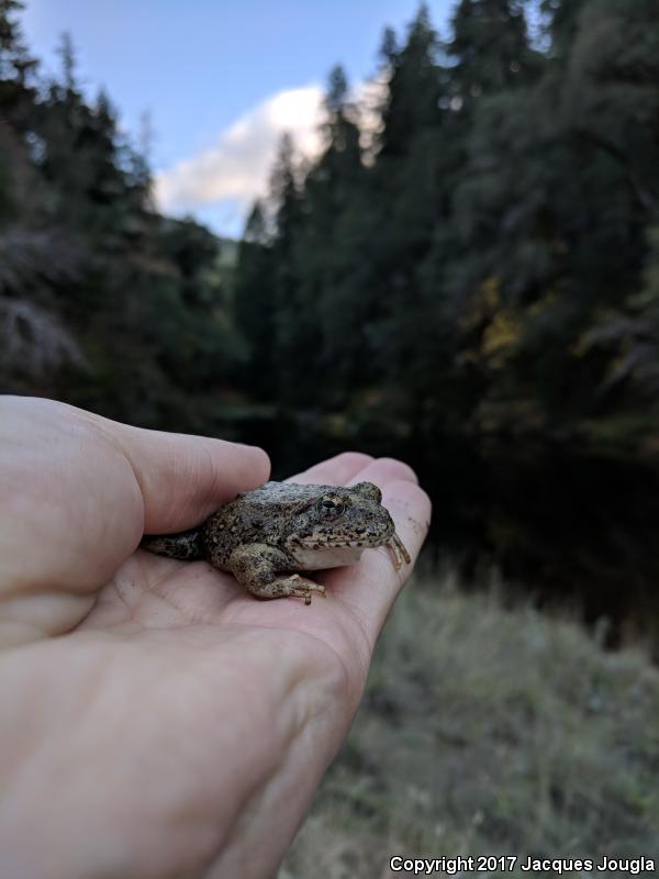 Sierra Nevada Yellow-legged Frog (Rana sierrae)