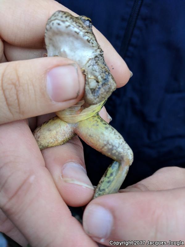 Sierra Nevada Yellow-legged Frog (Rana sierrae)