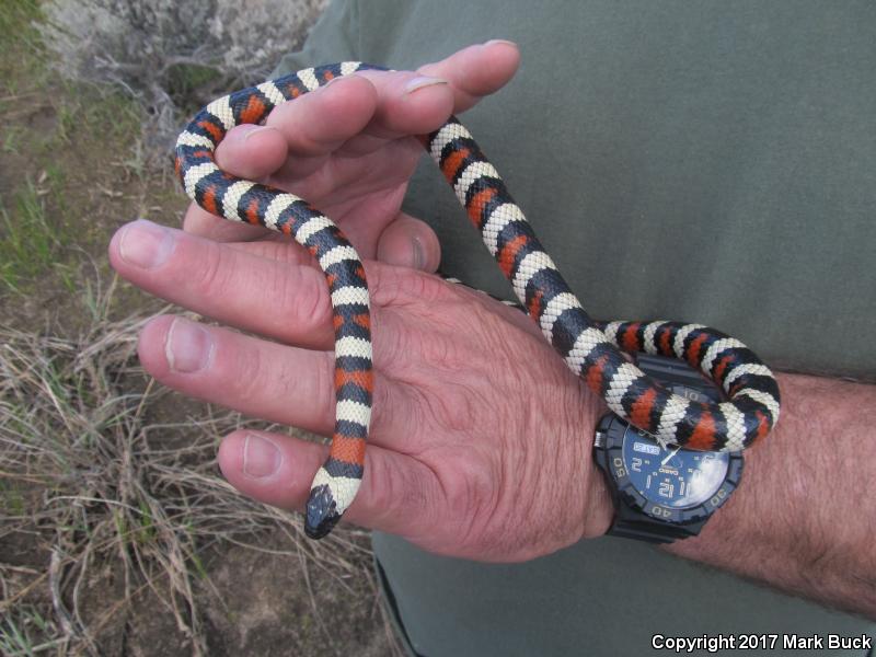 Sierra Mountain Kingsnake (Lampropeltis zonata multicincta)