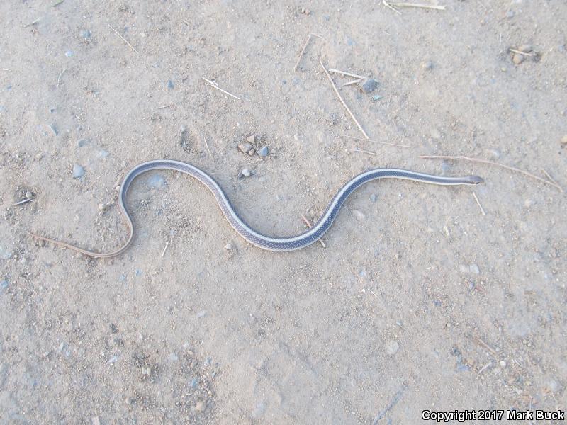 Coast Patch-nosed Snake (Salvadora hexalepis virgultea)