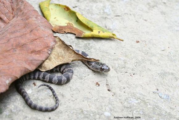 Midland Watersnake (Nerodia sipedon pleuralis)