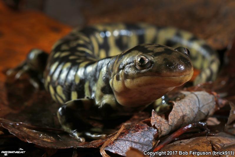 Eastern Tiger Salamander (Ambystoma tigrinum)