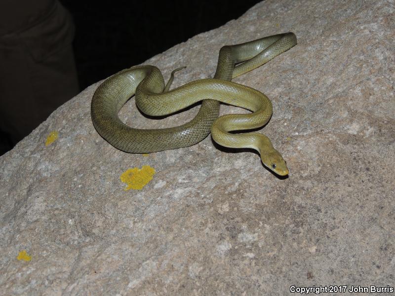 Green Ratsnake (Senticolis triaspis intermedia)