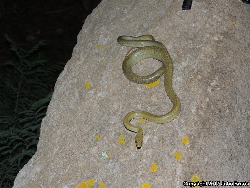 Green Ratsnake (Senticolis triaspis intermedia)