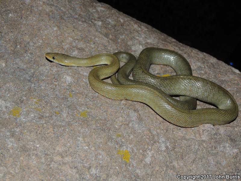 Green Ratsnake (Senticolis triaspis intermedia)