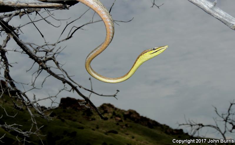 Brown Vinesnake (Oxybelis aeneus)